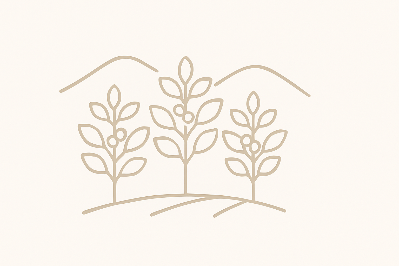 provenances de grains de café