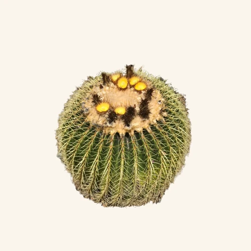 Echinocactus grusonii