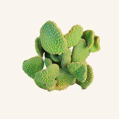 Opuntia microdasys