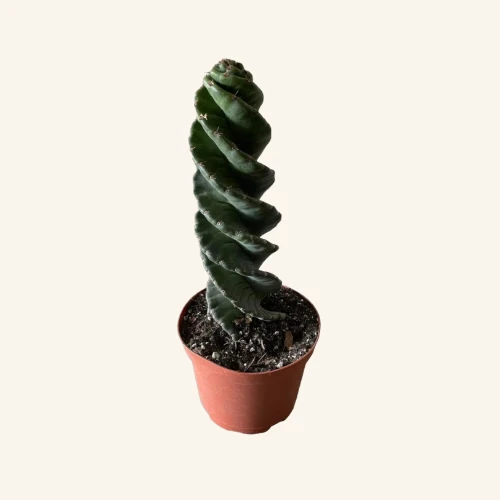 Cereus forbesii Spiralis