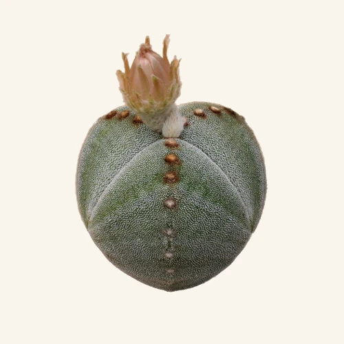 Astrophytum myriostigma