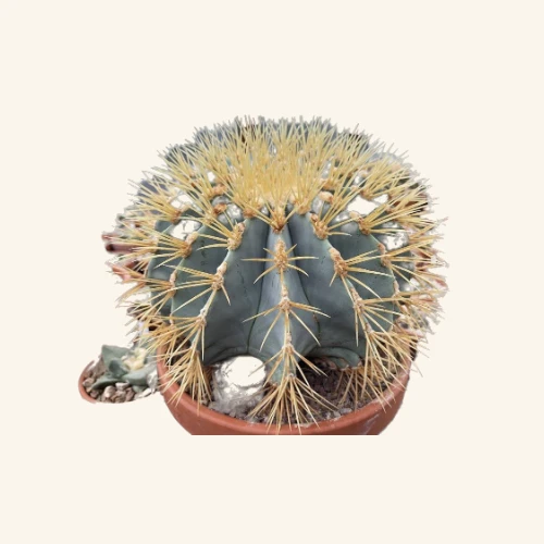 Ferocactus glaucescens