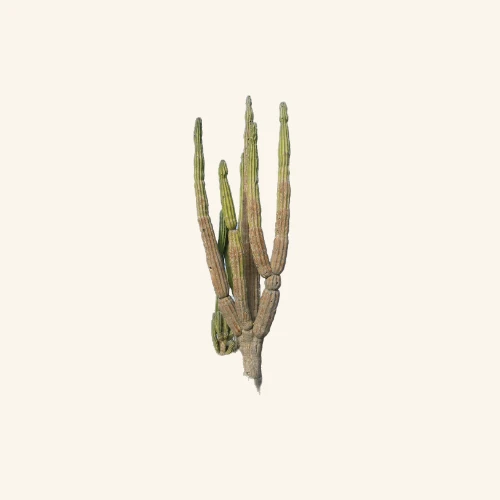 Pachycereus pringlei