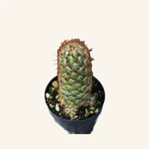 Mammillaria elongata Copper King