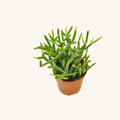 Rhipsalis baccifera